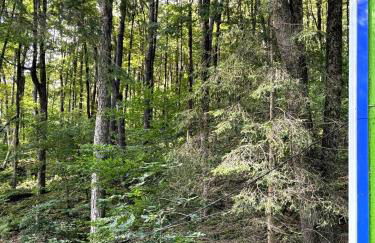 Roscoe Pine House - Foto 13