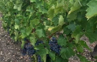 Gîte du Médoc Calme Piscine privée Surf Médoc Montalivet - Foto 14