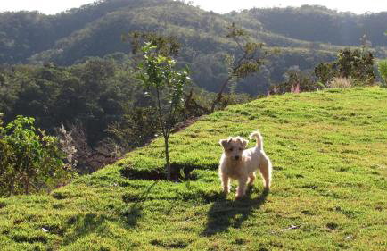 Chácara Recanto Vista Verde - 20 minutos do Plano Piloto - Foto 64