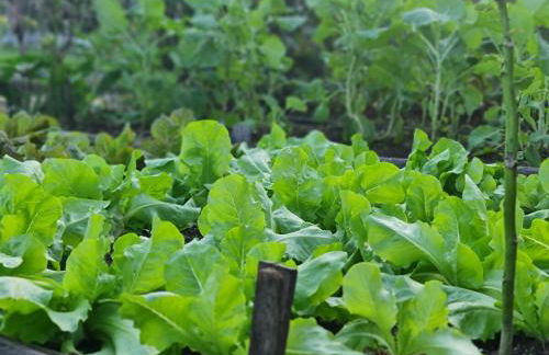 Rancho Comancho - Foto 43