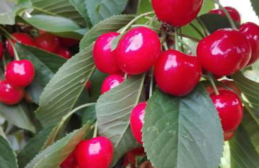 Naturaleza, Confort y Magnificas vistas a Sierra de Gata TR-CC-00490 - Foto 33