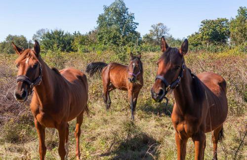 House Cetiri Hrasta - Foto 42