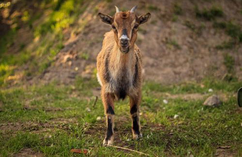 Ferienhof Ostarle - Foto 61