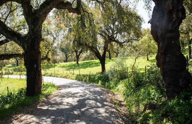 Farmhouse in Montemor-o-novo With Pool - Foto 27