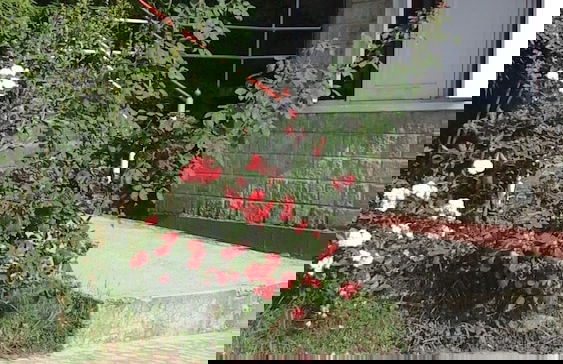 Hotel Dev Cottage - Foto 56