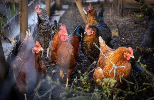 Kleines Mehr - Foto 5