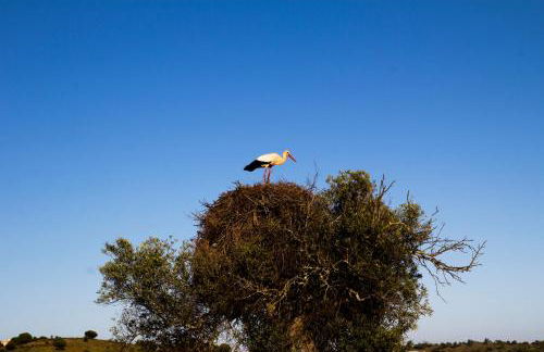 Espargosa Monte de Baixo & Art - Photo 31