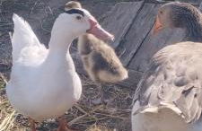 La Roulotte romantique des volcans - Foto 21