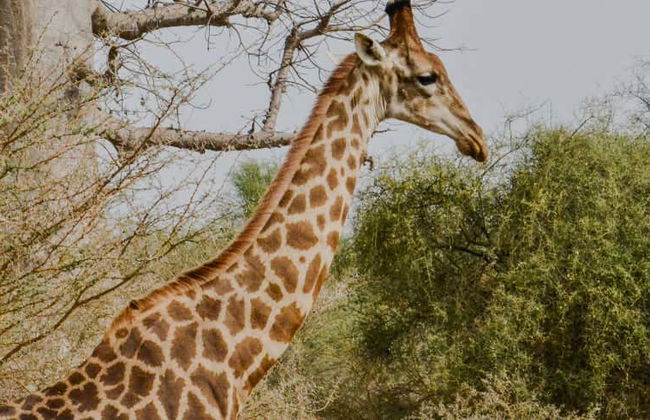Excursión privada a la Reserva de Bandia - Foto 1