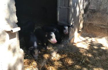 Agriturismo Is Conchisceddas - Foto 68