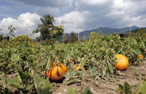 Studio Cabin Suite on Organic Farm Stay near Taos, New Mexico - Foto 47