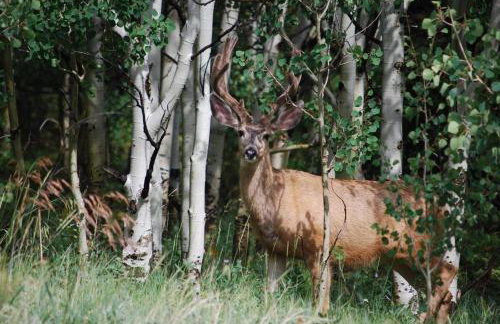 Caribou Ridge with Hot Tub! Pet Friendly with James Peak Views - Sleeps 10 - Foto 23