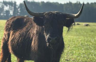 Farma Puchałowo - Foto 29