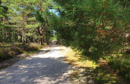 Słowińskie Widoki domki Flora, Fauna, noclegi Smołdziński Las - Foto 45