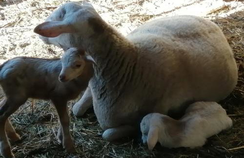 Casa Rural Las Caldereras - Foto 2