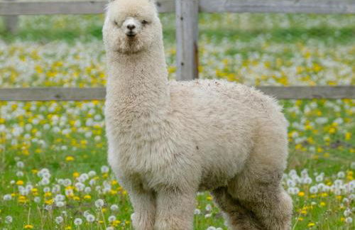 Winston Lodge - Foto 11