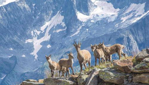 La finestra sul giardino - Edolo - Foto 2