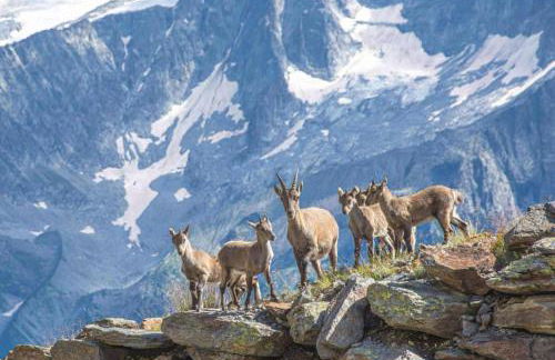 La finestra sul giardino - Edolo - Foto 2