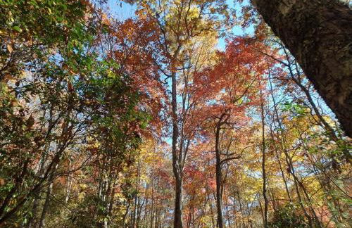 Nantahala Spiritual Retreat - Remote and Peaceful! - Foto 15