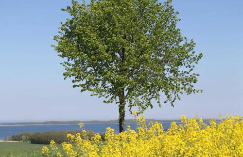 Ferienhaus Drachenflieger Pepelow - Foto 28