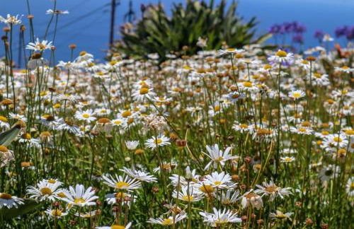 Casas Tipicas Candelaria Tabua - Photo 17