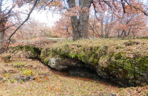 Boscoscuro - Foto 54