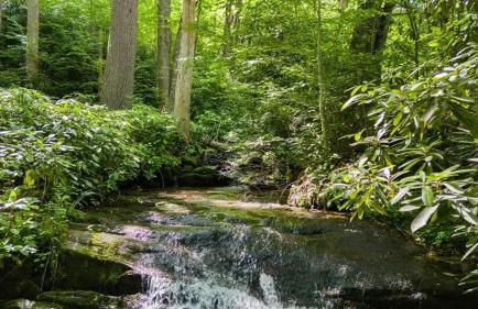 Tree Top Mountain Lodge - Photo 65