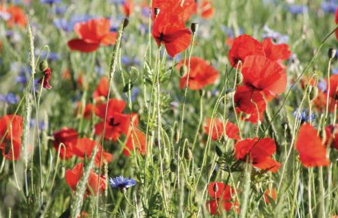 Nice Home In Rechlin With Sauna - Photo 27