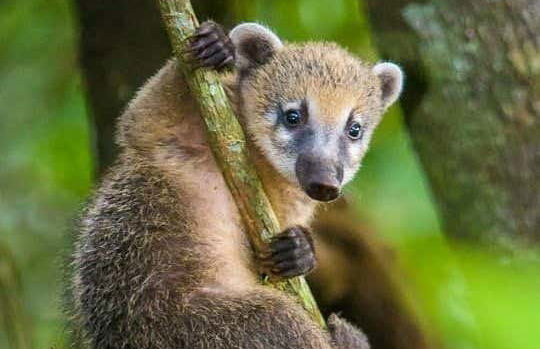 Free tour en 4x4 por el Parque Nacional de Tijuca - Foto 6