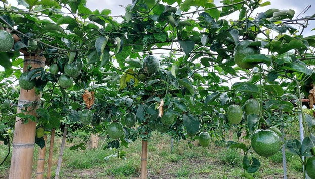 Tour del maracuyá por la Sierra Nevada de Santa Marta - Foto 5, Plantaciones de maracuyá
