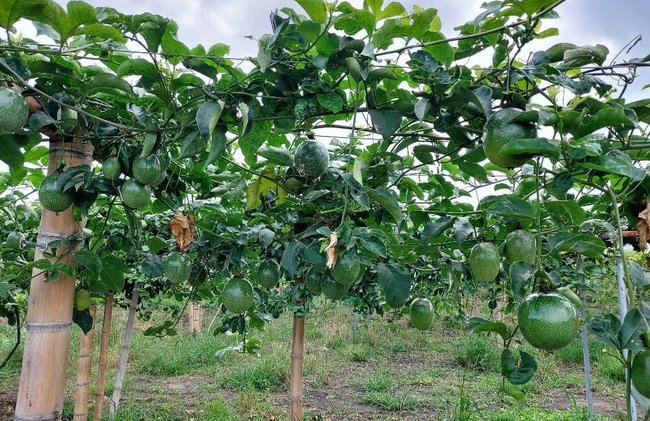 Tour del maracuyá por la Sierra Nevada de Santa Marta - Foto 5