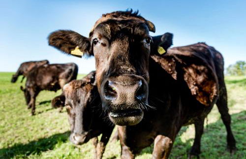 Ferienhaus Schmiedehof - Foto 37