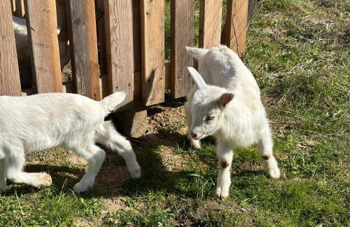 Wypoczynek na Mazurach U Sebka - Foto 22
