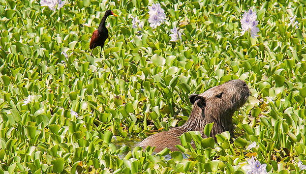 Biocentro Guembe - Excursión privada de día completo - Foto 4