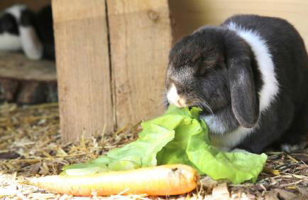 Hollweck´s Landoase - Foto 37