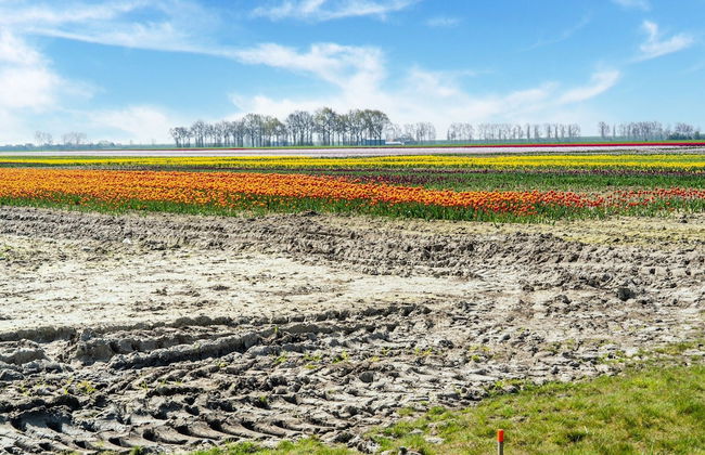 Holiday Home in Scherpenisse Near the Sea - Photo 28