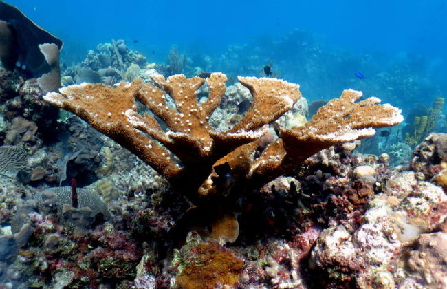 Catalina Island & Chavon River Day Trip - Foto 13