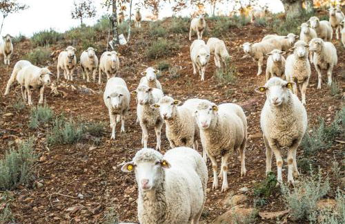 Casa Rural Castillo JABUGO - Foto 35