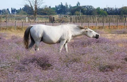 Un coin de campagne à 4km de la mer pour 4 à 6 personnes - Foto 20
