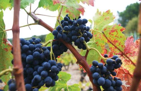 Nice Home In Cesseras With Wifi - Foto 14