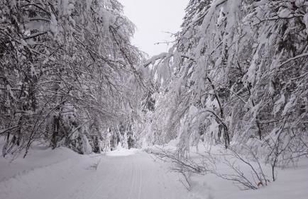 Le Repaire du Loup blanc - Foto 40