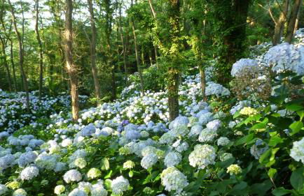 Apartamentos Mar y Mar Agroturismo - Foto 33