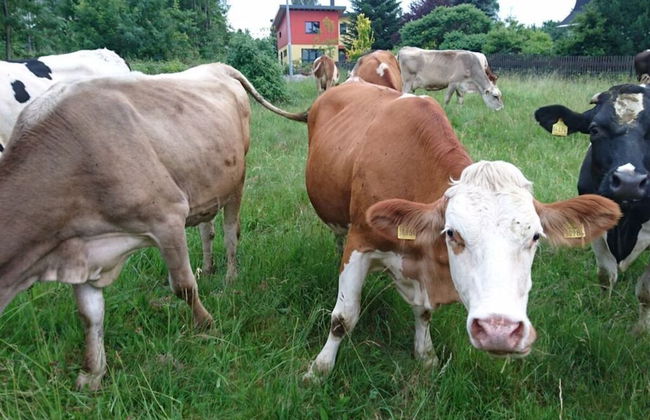 Gutsweg One - Apartment 2 - Foto 10