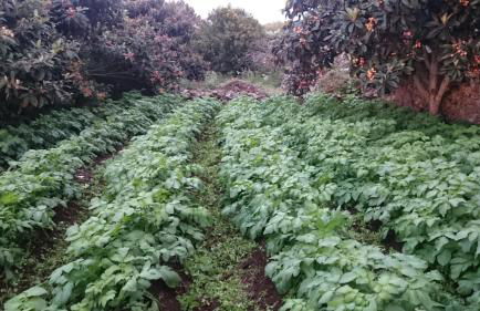 Gran Drago - Foto 31