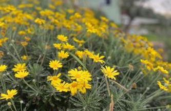 Holiday Home 'Villa Camilla 2 by Interhome - Foto 9