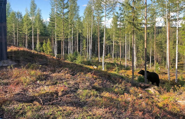 Bear Centre - Foto 18