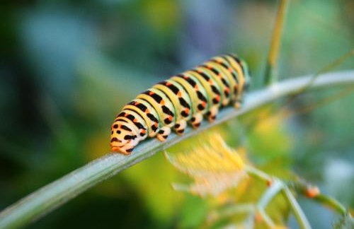 Forsthof Niendorf - Foto 25