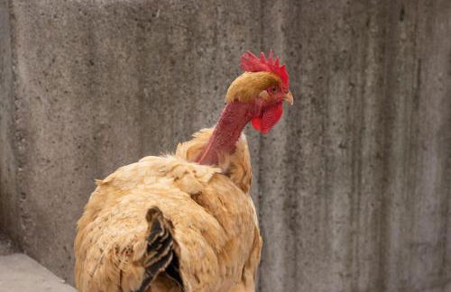 Agriturismo Pozzo Fiorito - Foto 13