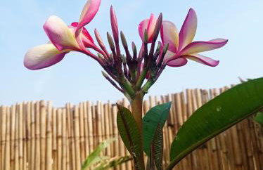 Chalé Macaúba - Foto 37