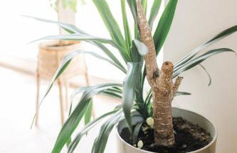 Domek na wyłączność - Borówkowa. SAUNA - Foto 32